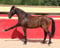 Horse ad