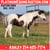 Annuncio cavallo