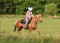 Annuncio cavallo