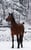 Horse ad