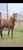 Horse ad