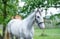 Annuncio cavallo