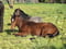 Horse ad