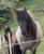 Horse ad