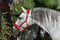 Horse ad