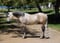Horse ad