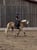 Horse ad