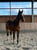 Horse ad