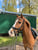 Paardadvertentie