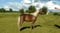Horse ad