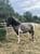 Horse ad
