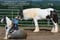Annuncio cavallo