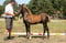 Horse ad
