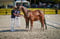Horse ad