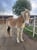 Annuncio cavallo