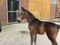 Annuncio cavallo