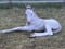Pferdeinserat