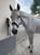Horse ad