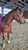 Annuncio cavallo