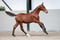 Annuncio cavallo