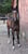 Annuncio cavallo