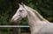 Horse ad