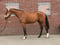 Paardadvertentie