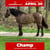Horse ad