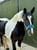 Annuncio cavallo
