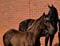 Horse ad