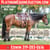 Horse ad