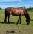 Annuncio cavallo