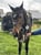 Annuncio cavallo