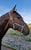 Horse ad