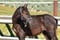 Annuncio cavallo