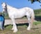 Horse ad