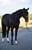 Annuncio cavallo
