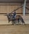 Annuncio cavallo