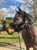 Horse ad