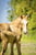 Annuncio cavallo