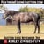 Horse ad