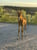 Annuncio cavallo
