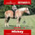 Paardadvertentie