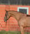 Paardadvertentie