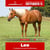 Paardadvertentie