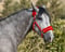 Horse ad
