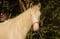 Annuncio cavallo