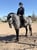 Horse ad