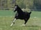 Horse ad