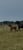 Horse ad